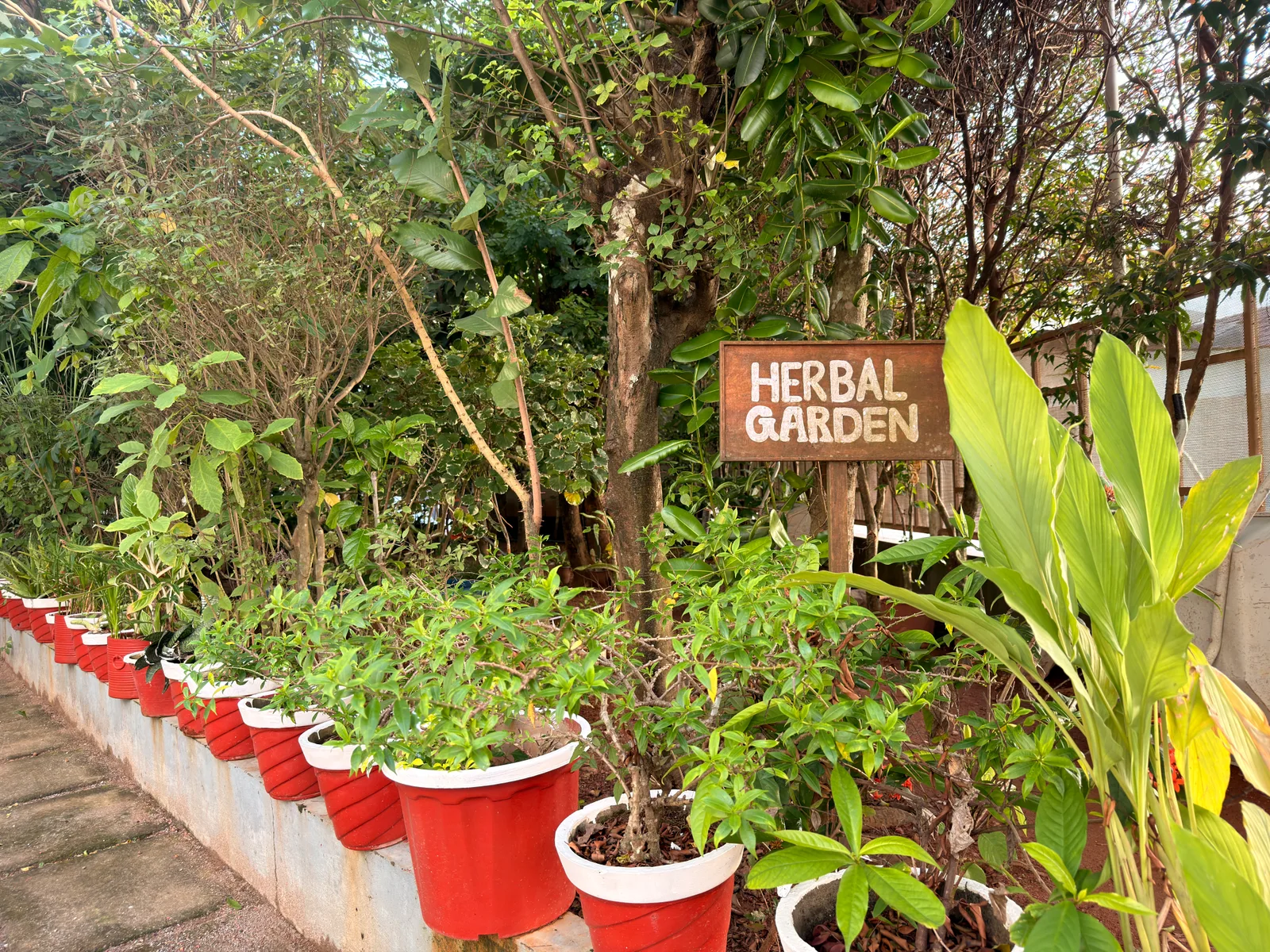 Authentic herbal garden cultivating indigenous medicinal flora at Ayurgreen Hospital